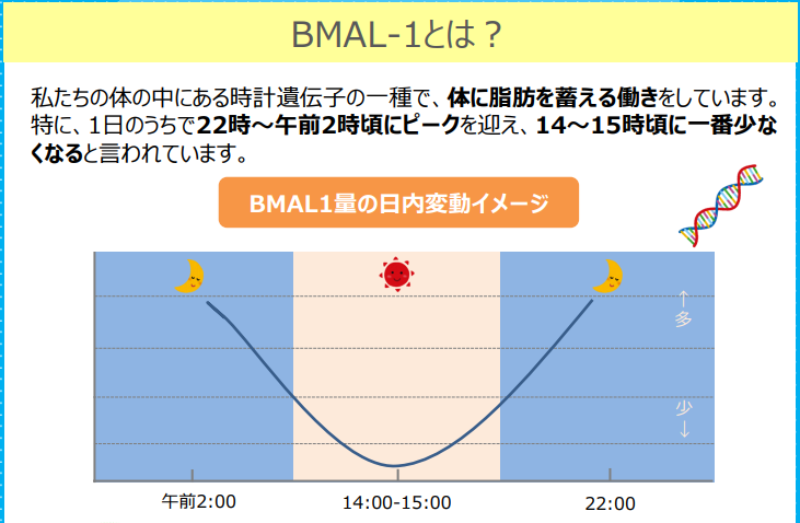 6時以降食べないダイエットに関する資料BMAL1